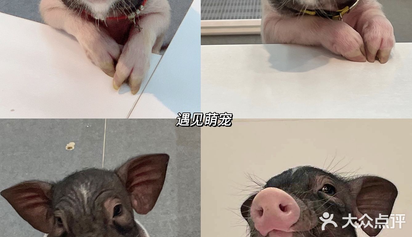 东莞探店｜遇见萌宠