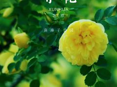 -南海子公园