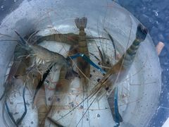 -DGE季风钓虾营地·团建·聚会