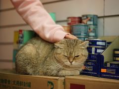 -傲雄·叮叮宠物(新华路店)