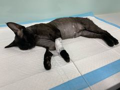 -达爱动物医院·犬猫分区·CT·复杂眼科(远洋山水分院)