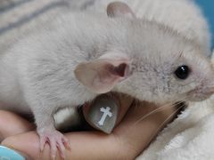 -嘉馨宠物医院·CT影像转诊·心脏科·犬猫全科诊疗中心(下沙大学城院区)