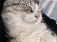 -小猫来了·猫舍(红山六九七九店)