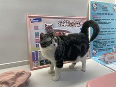 -御宝贝·A梦猫科宠物医院(国际猫友好医院)