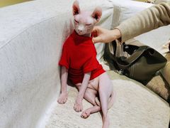 -藏猫猫咖啡主题馆(中央大道店)