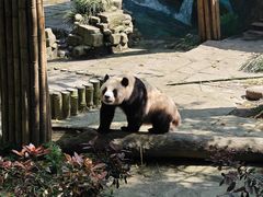 -中国大熊猫保护研究中心雅安碧峰峡基地
