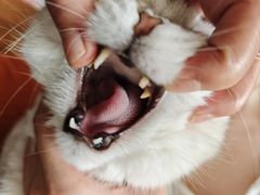 -御宝贝·A梦猫科宠物医院(国际猫友好医院)