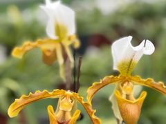 -兰陵国家农业公园