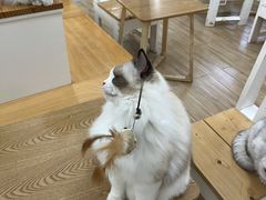 -李小姐の猫咖啡馆(五角场店)