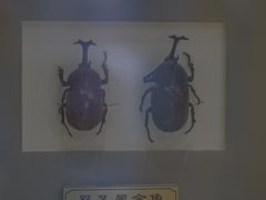 -上海昆虫博物馆