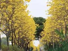 -长洲岛