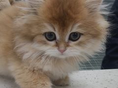 -心仪动物医院·牙专科·肿瘤·心脏科(西客站院)