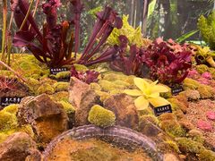 -中国科学院西双版纳热带植物园