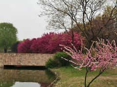 -石家庄市植物园