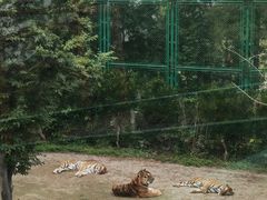 -上海野生动物园老虎餐厅