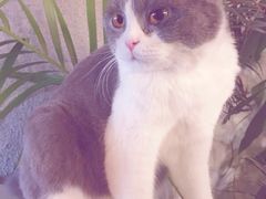 -共舞时光猫咖·狗咖(新街口店)