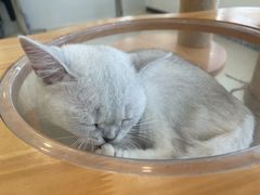 -共舞时光猫咖·狗咖(新街口店)