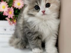 -小猫来了·猫舍(红山六九七九店)