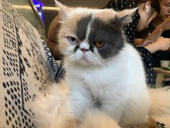 -平行世界·猫咖(首经贸店)