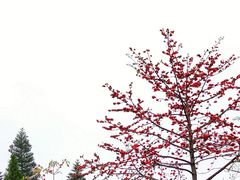 -星海公园(番禺区)