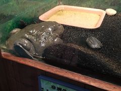 -上海大自然野生昆虫馆