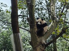 -都江堰中华大熊猫苑