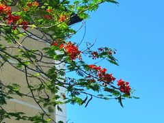 -南宁荔园维景国际大酒店·荔园中餐厅