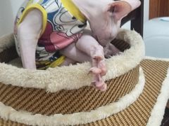 -团子家猫咪猫咖馆·柯基·柯尔鸭