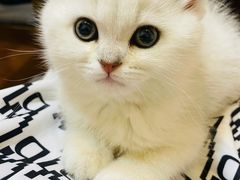 -糯米喵星人总部直营旗舰店·猫舍·幼猫出售