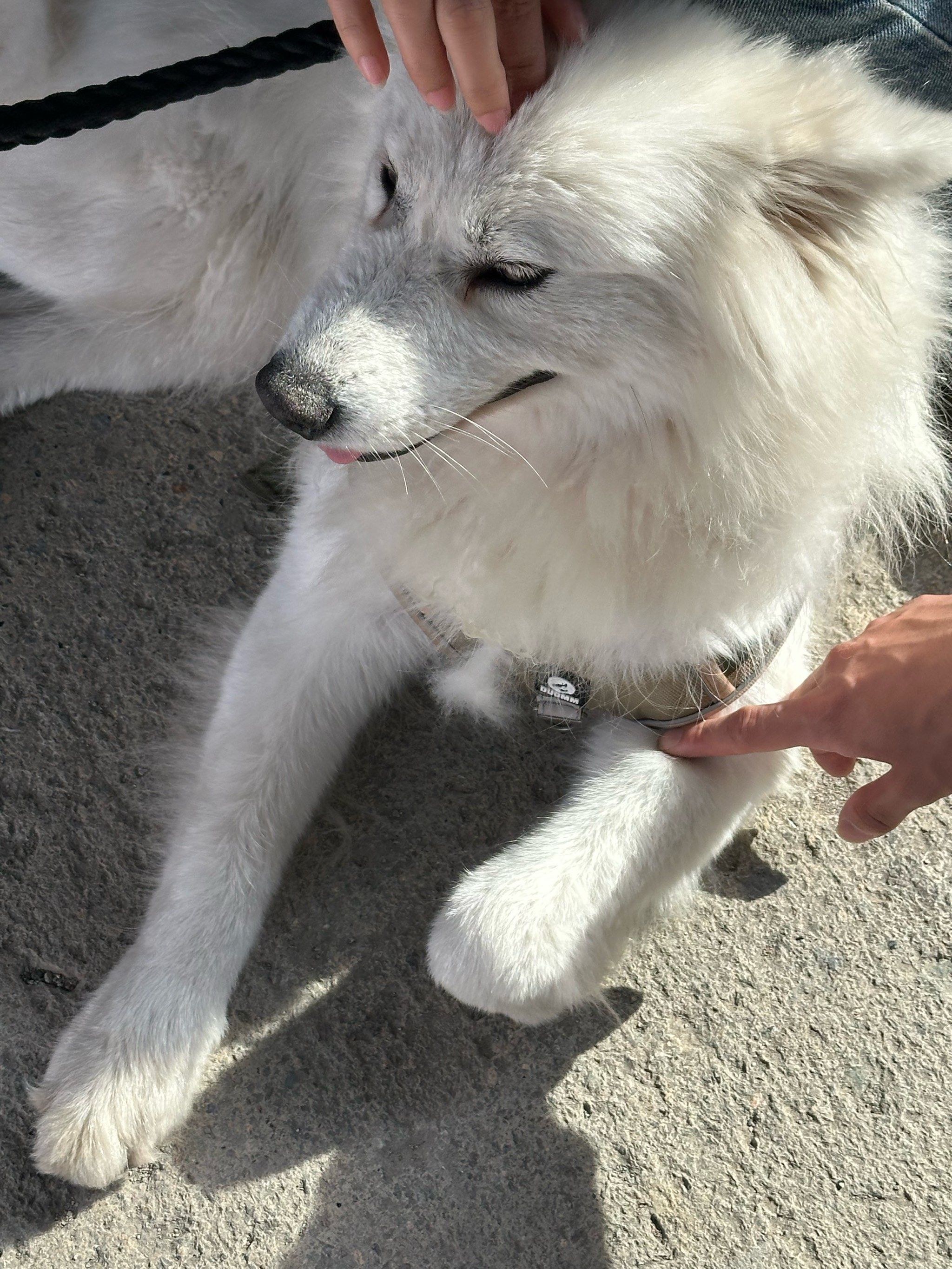 风越里偶遇的大白狗勾