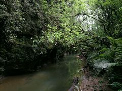 -怀托摩萤火虫洞