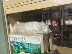 -PETKIT 小佩宠物·德文赛凯猫舍