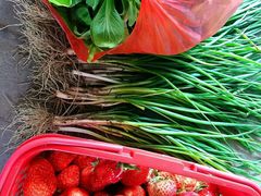 -胜丰草莓采摘园