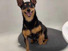 -comecome来吧宠物(奥克斯中心店)