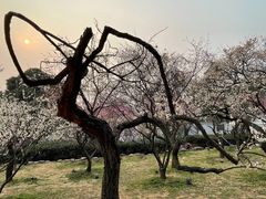 -无锡梅园公园