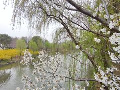 -顾村公园