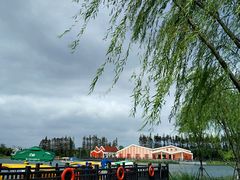 垂柳-上海长兴岛郊野公园