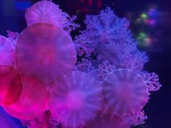 -太平洋海底世界