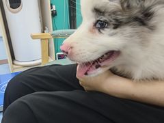 -博特宠物医院24h犬猫全科.骨科·异宠