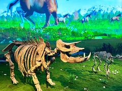 -安徽省地质博物馆