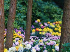 -上海共青森林公园