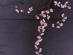 -桃花堤公园
