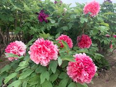 -圆明园遗址公园-藻园门售票处