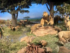 -国家自然博物馆