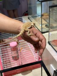 -Moni星球萌宠·小马宝莉·灵蛇·高端高阶全萌宠互动体验俱乐部(红豆国际广场店)