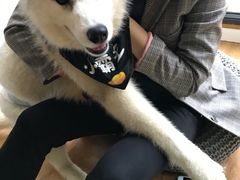 -Husky Go! 哈士奇体验馆·宠物咖啡厅狗咖