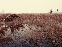 -泗洪洪泽湖湿地景区