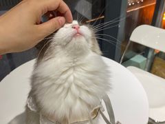 -怪兽屋·羊驼·猫咖·狗咖(俊华广场店)