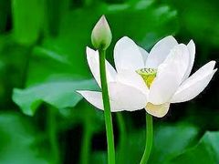 -白鹭湾湿地公园