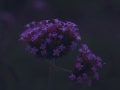 -大塘金香草谷